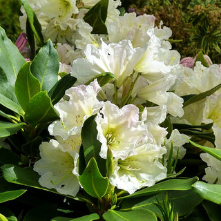 Großblumiger Rhododendron 'INKARHO Dufthecke' (Rhododendron x cult., weiß)