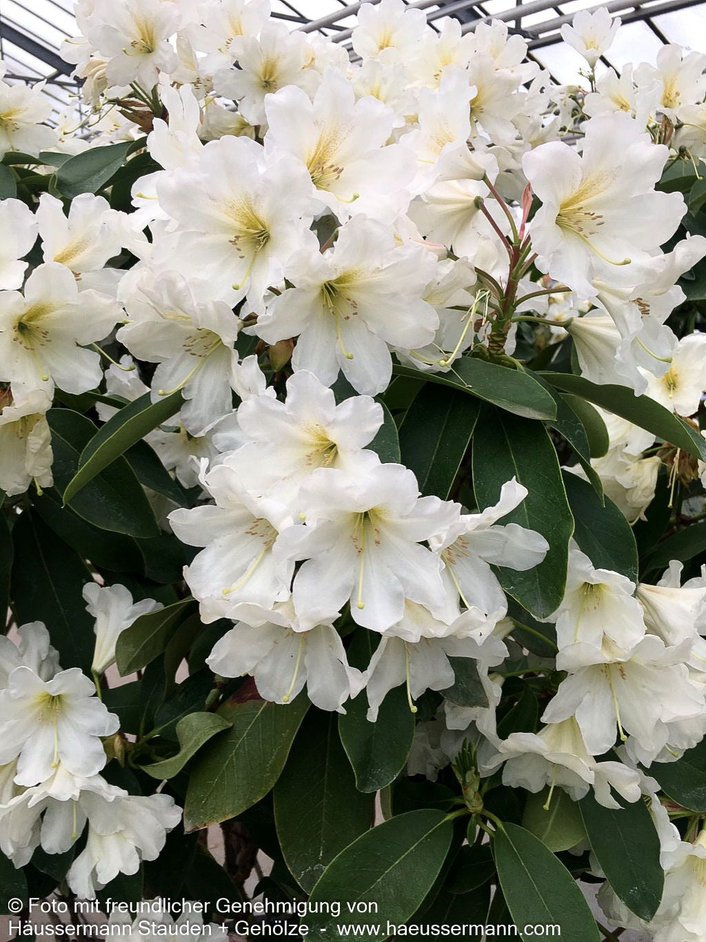 Großblumiger Rhododendron 'INKARHO Dufthecke' (Rhododendron x cult., weiß)