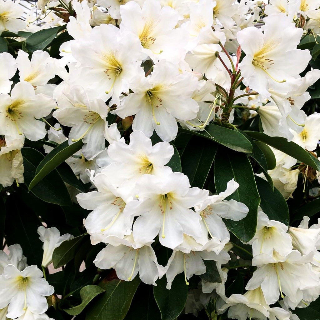 Großblumiger Rhododendron 'INKARHO Dufthecke' (Rhododendron x cult., weiß)