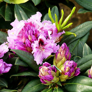 Großblumiger Rhododendron 'Kabarett' (Rhododendron x cult. IV)