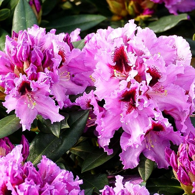 Großblumiger Rhododendron 'Kabarett' (Rhododendron x cult. IV)