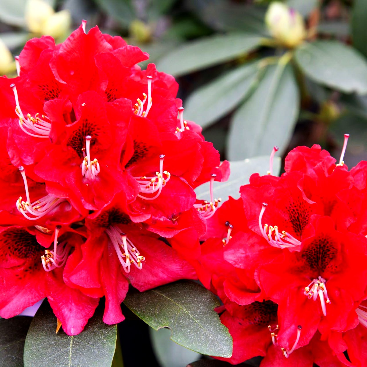 Großblumiger Rhododendron 'Karl Naue' (Rhododendron x cult. II)