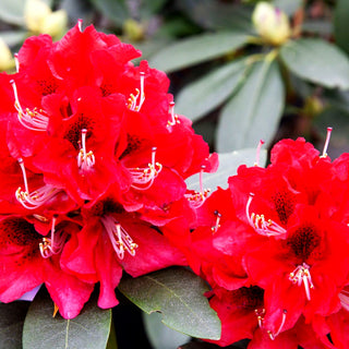 Großblumiger Rhododendron 'Karl Naue' (Rhododendron x cult. II)