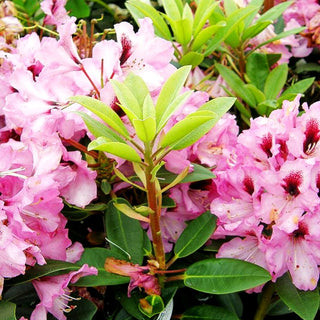 Großblumiger Rhododendron 'Kokardia' (Rhododendron x cult. III)