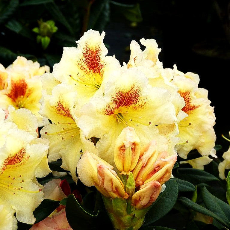 Großblumiger Rhododendron 'Marylou' (Rhododendron x cult. III)