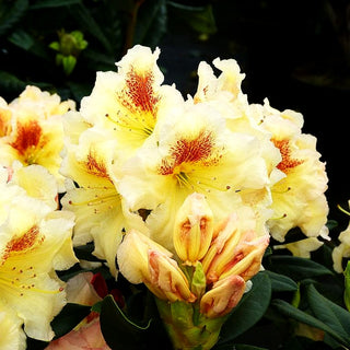 Großblumiger Rhododendron 'Marylou' (Rhododendron x cult. III)