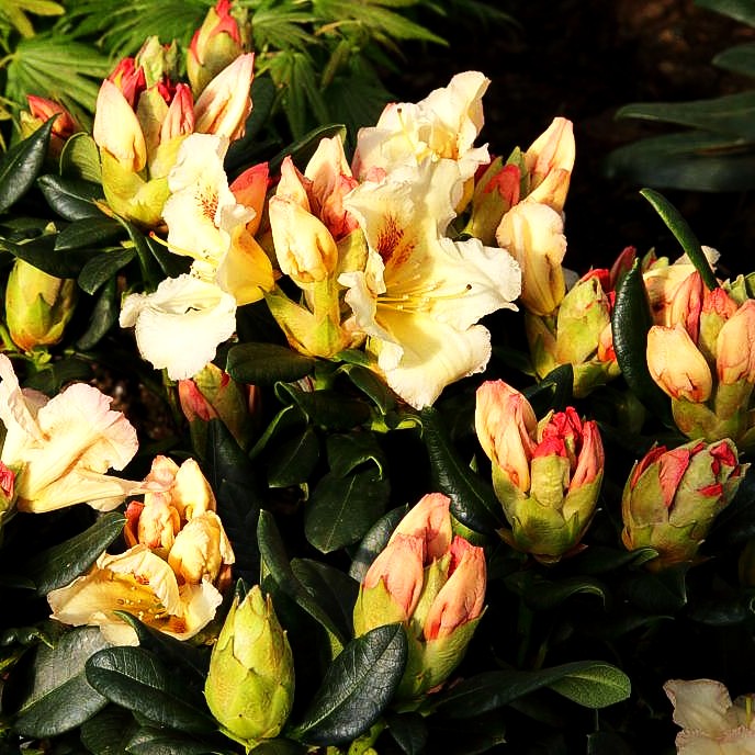 Großblumiger Rhododendron 'Marylou' (Rhododendron x cult. III)