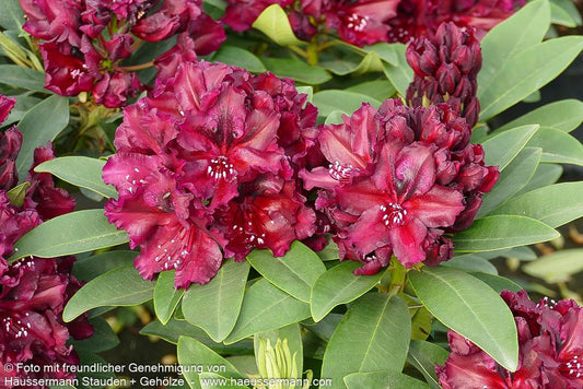 Großblumiger Rhododendron 'Midnight Beauty' (Rhododendron Hybr. IV)