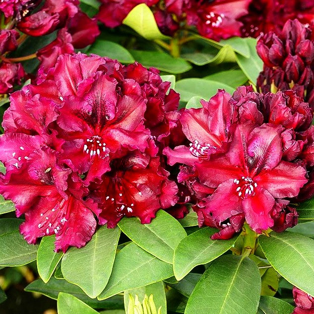 Großblumiger Rhododendron 'Midnight Beauty' (Rhododendron Hybr. IV)