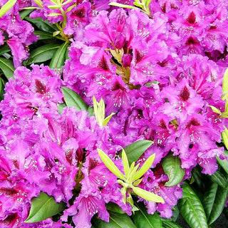 Großblumiger Rhododendron 'Mogambo' (Rhododendron x cult. II)