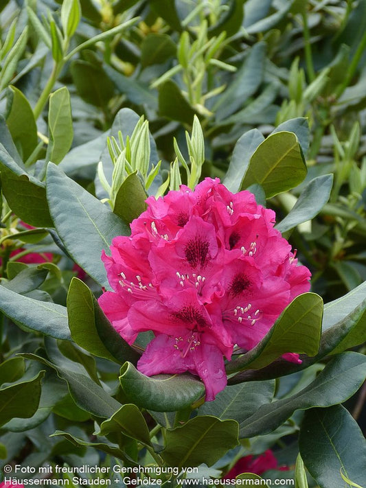 Großblumiger Rhododendron 'Nova Zembla' (Rhododendron x cult. II)