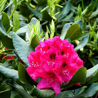 Großblumiger Rhododendron 'Nova Zembla' (Rhododendron x cult. II)