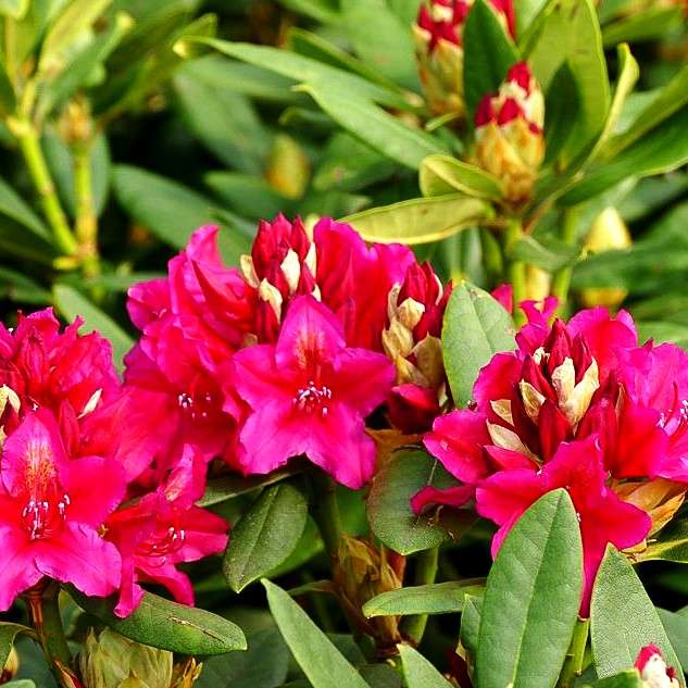 Großblumiger Rhododendron 'Nova Zembla' (Rhododendron x cult. II)