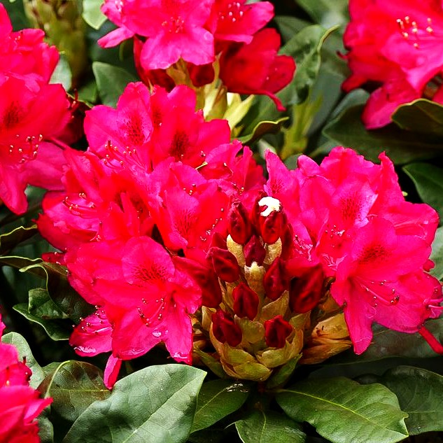 Großblumiger Rhododendron 'Nova Zembla' (Rhododendron x cult. II)