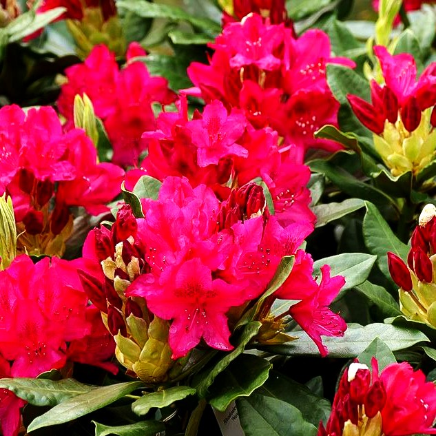 Großblumiger Rhododendron 'Nova Zembla' (Rhododendron x cult. II)