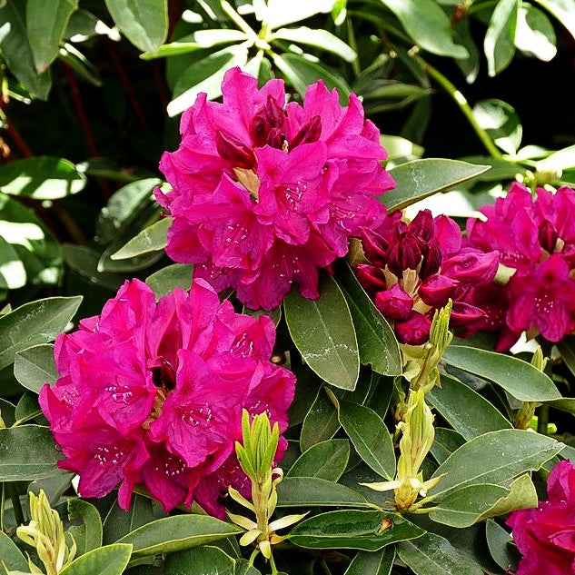 Großblumiger Rhododendron 'Old Port' (Rhododendron x cult. II)