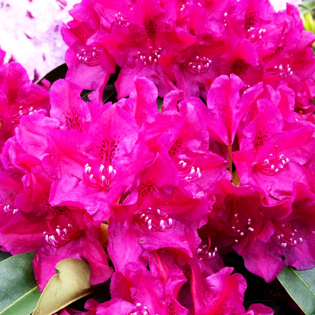 Großblumiger Rhododendron 'Old Port' (Rhododendron x cult. II)