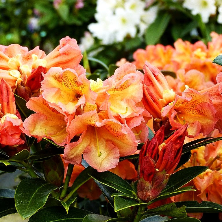 Großblumiger Rhododendron 'Orange Flirt' (Rhododendron x cult. IV)
