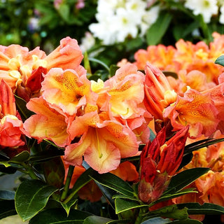 Großblumiger Rhododendron 'Orange Flirt' (Rhododendron x cult. IV)