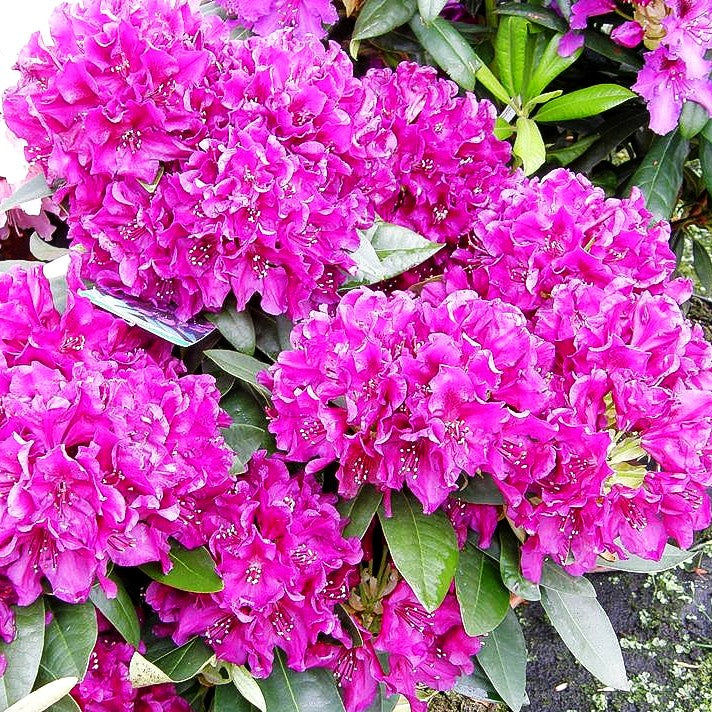 Großblumiger Rhododendron 'Polarnacht' (Rhododendron x cult. III)