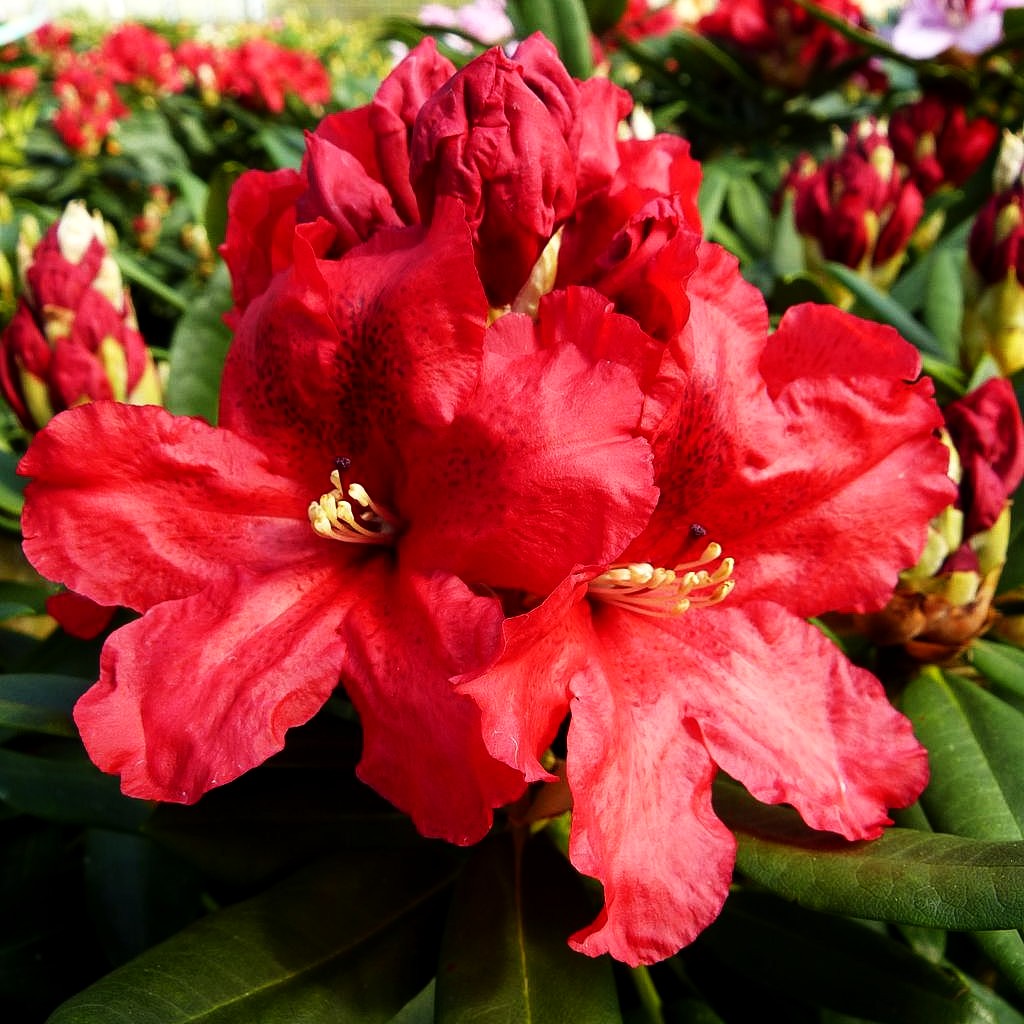 Großblumiger Rhododendron 'Rabatz' (Rhododendron x cult. IV)