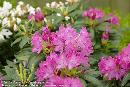 Großblumiger Rhododendron 'Roseum Elegans' (Rhododendron x cult. I)