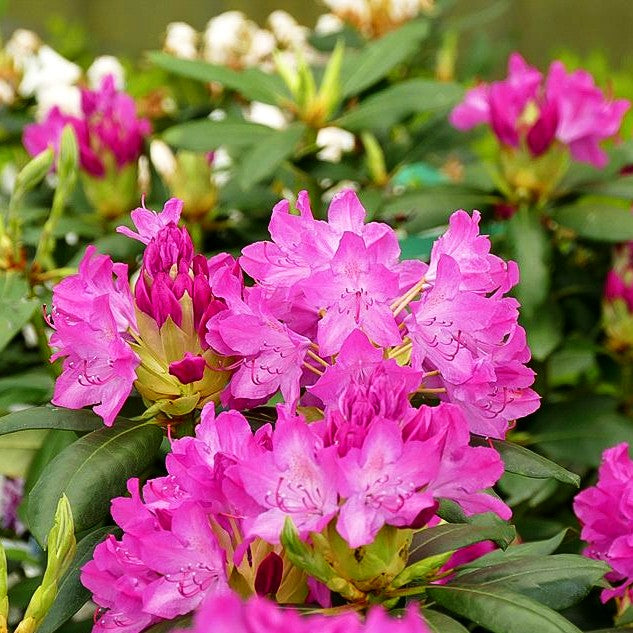 Großblumiger Rhododendron 'Roseum Elegans' (Rhododendron x cult. I)