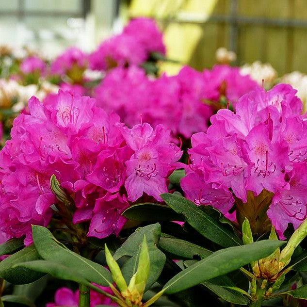 Großblumiger Rhododendron 'Roseum Elegans' (Rhododendron x cult. I)