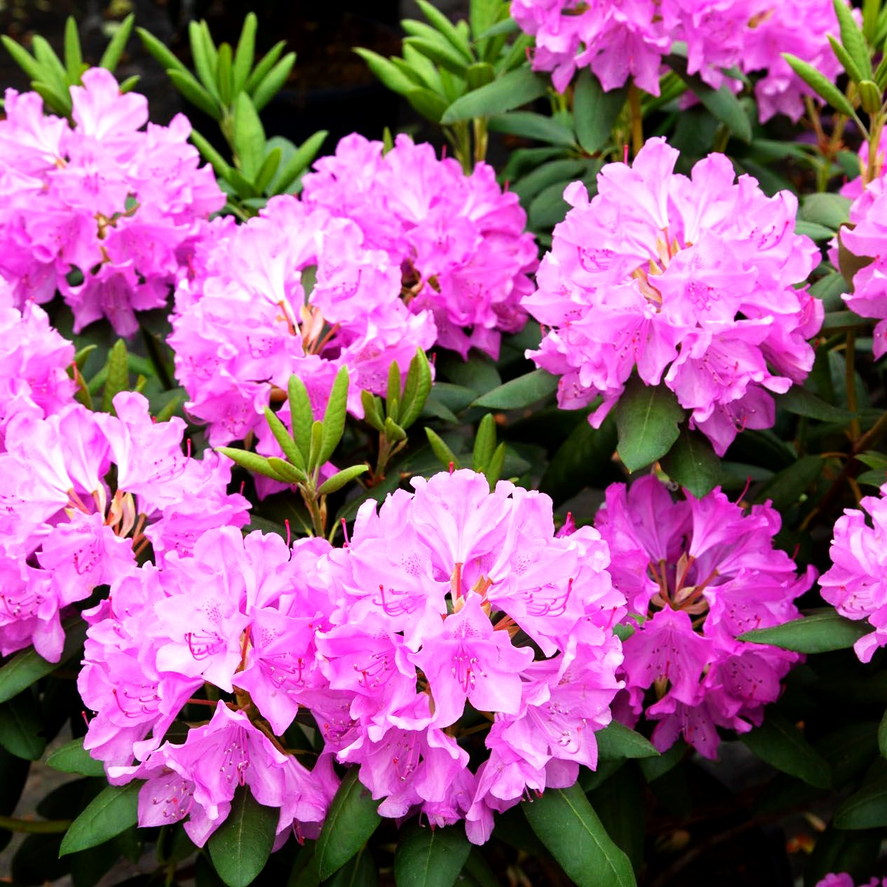 Großblumiger Rhododendron 'Roseum Elegans' (Rhododendron x cult. I)