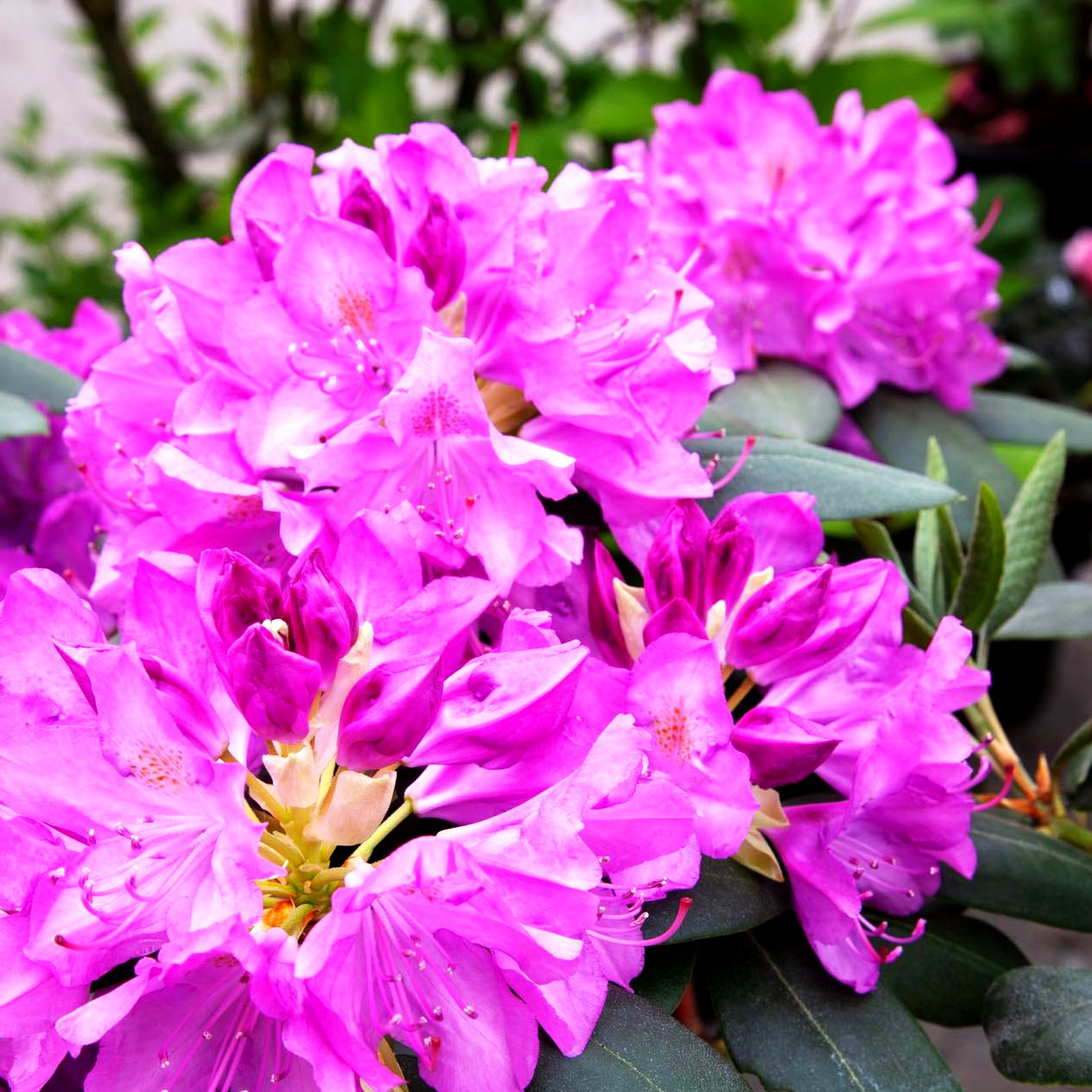 Großblumiger Rhododendron 'Roseum Elegans' (Rhododendron x cult. I)