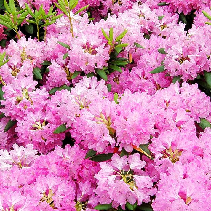 Großblumiger Rhododendron 'Roseum Elegans' (Rhododendron x cult. I)