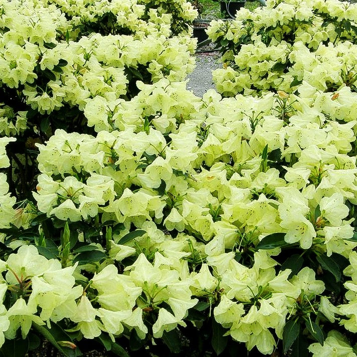 Großblumiger Rhododendron 'Stadt Westerstede' (Rhododendron x cult. III)