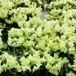 Großblumiger Rhododendron 'Stadt Westerstede' (Rhododendron x cult. III)