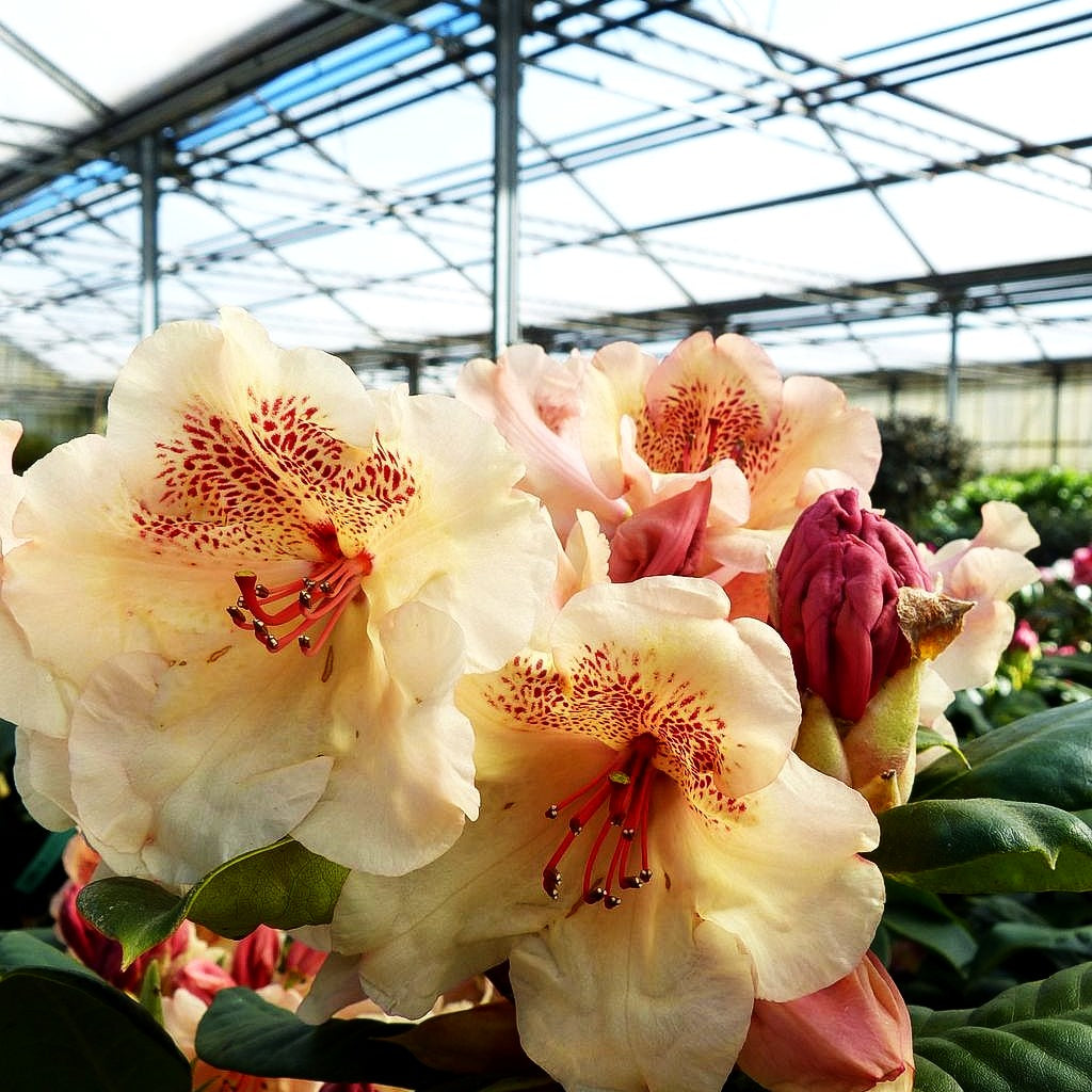 Großblumiger Rhododendron 'Viscy' (Rhododendron x cult. III)