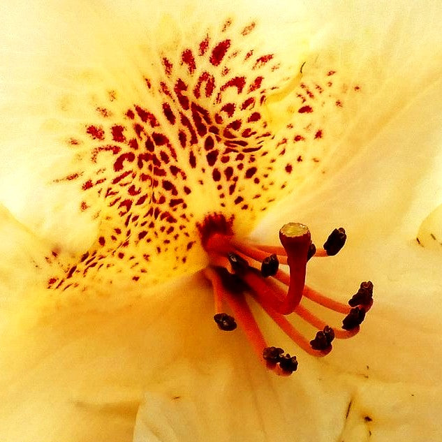 Großblumiger Rhododendron 'Viscy' (Rhododendron x cult. III)