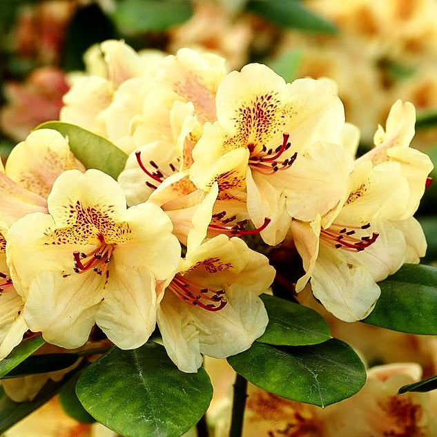 Großblumiger Rhododendron 'Viscy' (Rhododendron x cult. III)