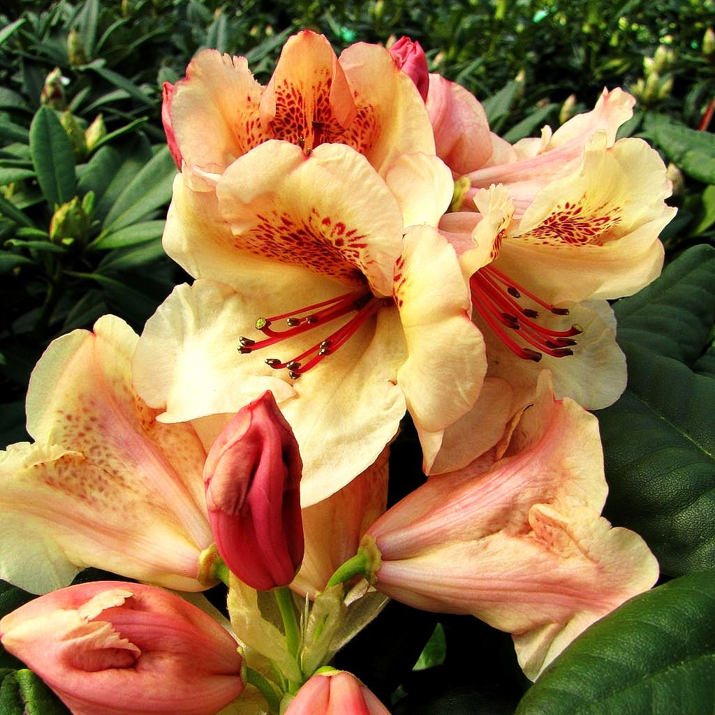 Großblumiger Rhododendron 'Viscy' (Rhododendron x cult. III)