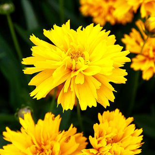 Großblumiges Mädchenauge 'Early Sunrise' (Coreopsis grandiflora)