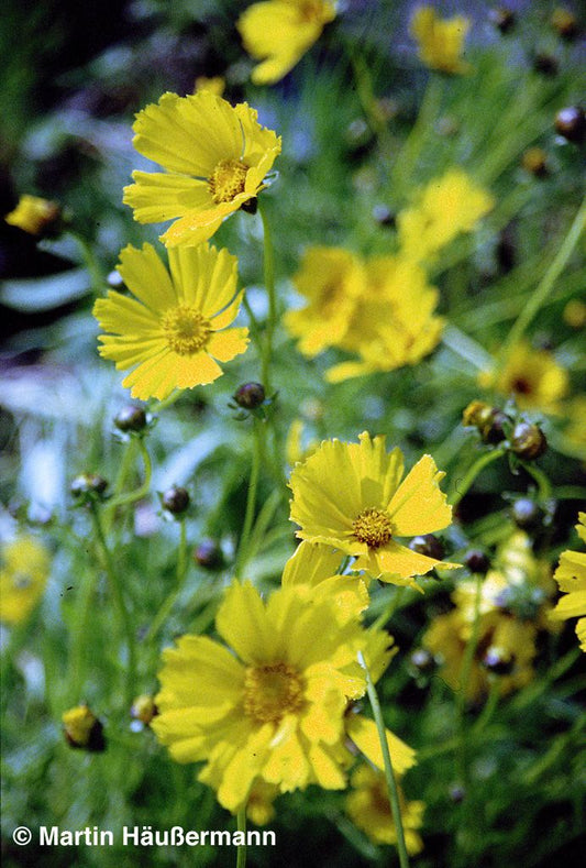 Großblumiges Mädchenauge 'Schnittgold' (Coreopsis grandiflora)