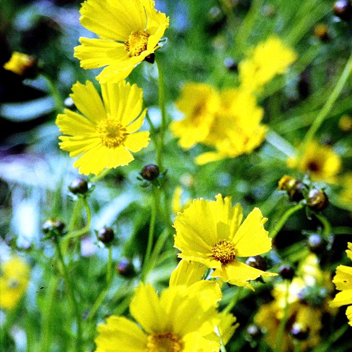 Großblumiges Mädchenauge 'Schnittgold' (Coreopsis grandiflora)