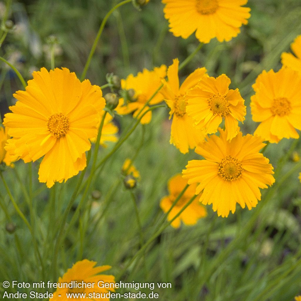 Großblumiges Mädchenauge 'Schnittgold' (Coreopsis grandiflora)