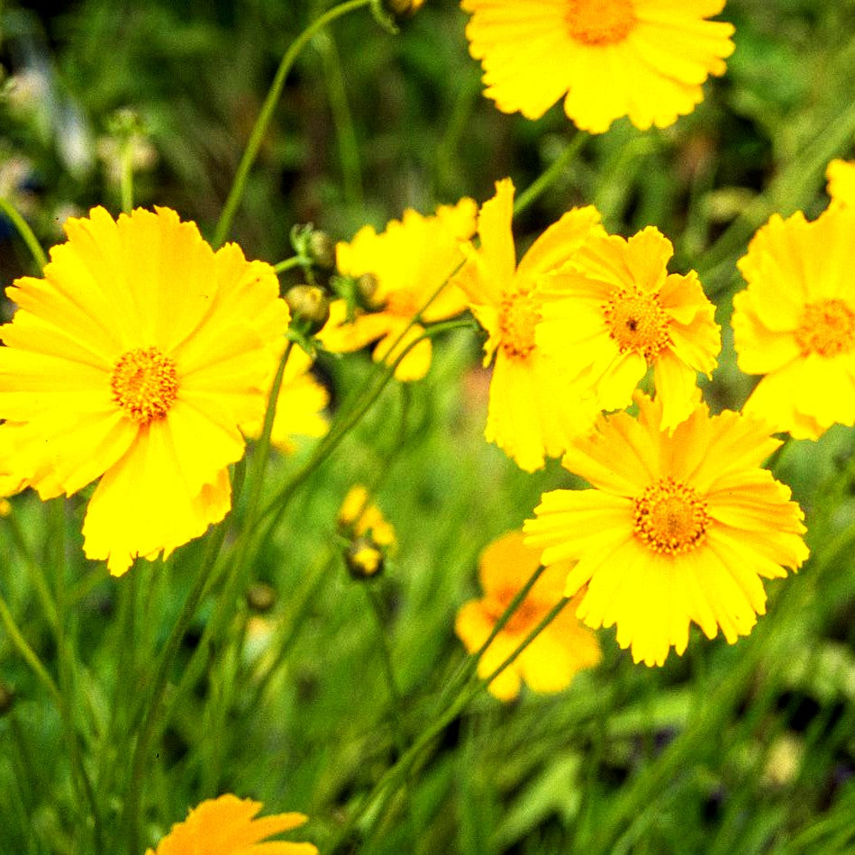 Großblumiges Mädchenauge 'Schnittgold' (Coreopsis grandiflora)