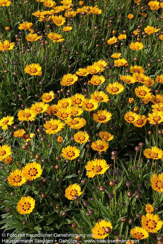 Großblumiges Mädchenauge 'Sunfire' (Coreopsis grandiflora)