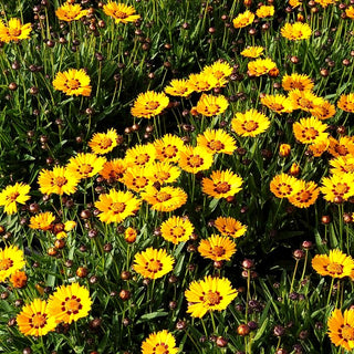 Großblumiges Mädchenauge 'Sunfire' (Coreopsis grandiflora)