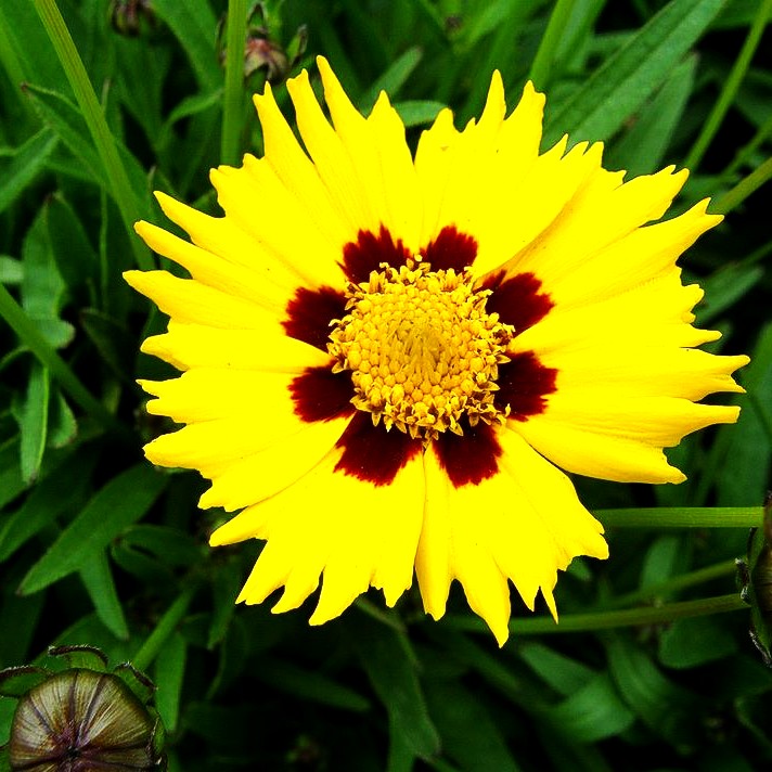 Großblumiges Mädchenauge 'Sunfire' (Coreopsis grandiflora)