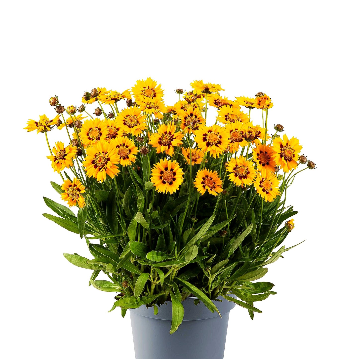 Großblumiges Mädchenauge 'Sunfire' (Coreopsis grandiflora)