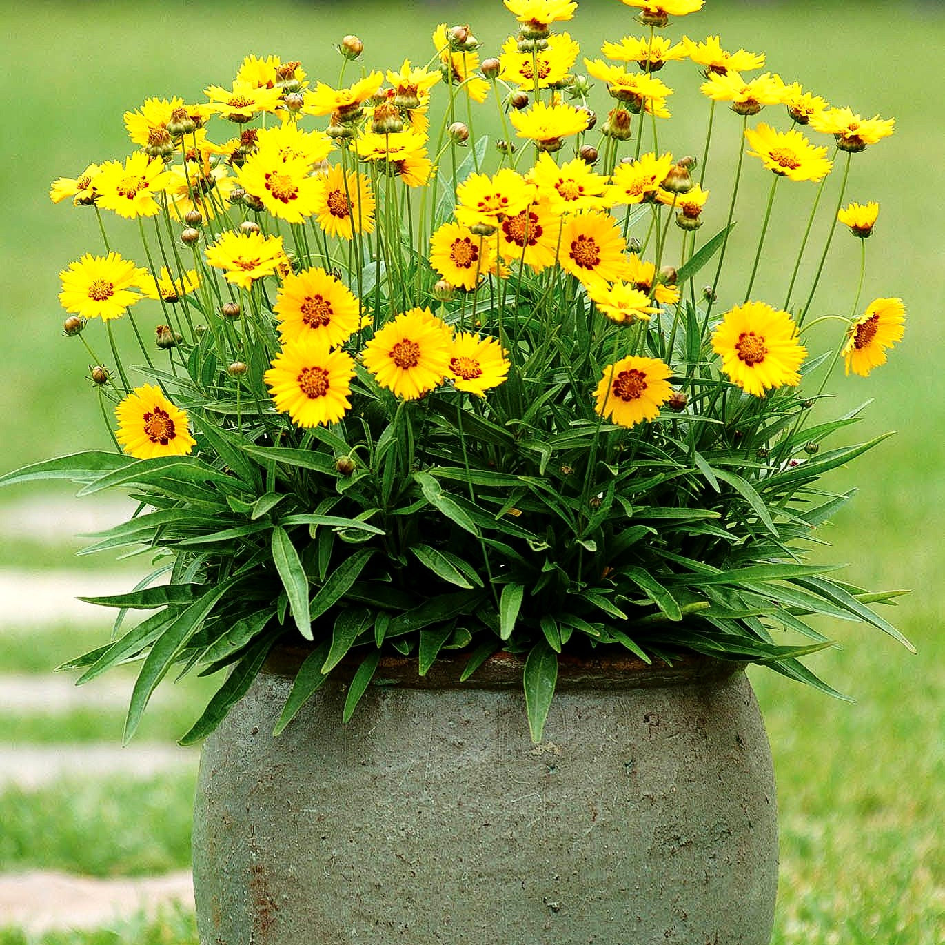 Großblumiges Mädchenauge 'Sunfire' (Coreopsis grandiflora)
