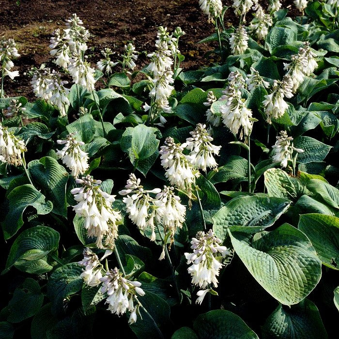 Große Blaublatt-Funkie 'Elegans' (Hosta sieboldiana)
