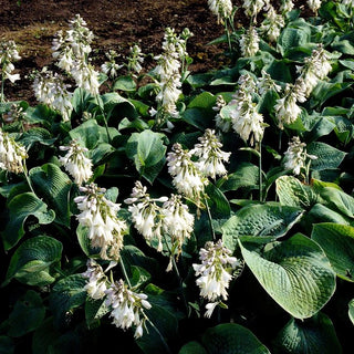 Große Blaublatt-Funkie 'Elegans' (Hosta sieboldiana)