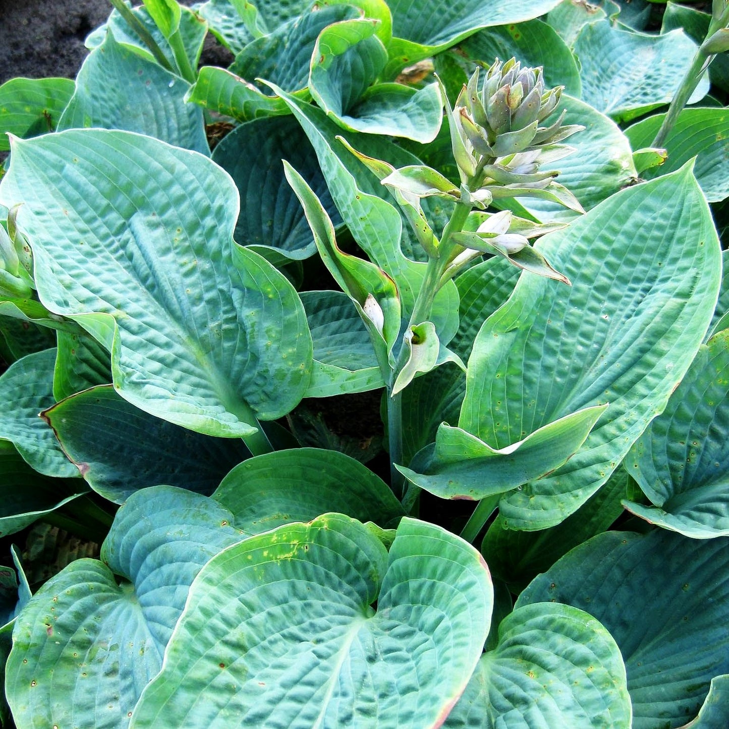 Große Blaublatt-Funkie 'Elegans' (Hosta sieboldiana)